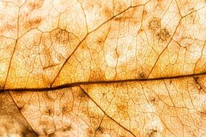 textura de fondo de una hoja foto