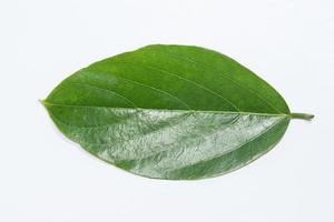 Leaf on white background photo
