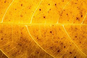 Dry leaf pattern photo