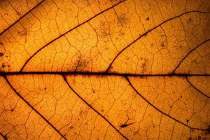 Background texture of a leaf photo