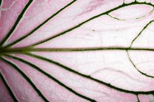 Leaf pattern, close-up photo