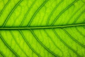 Green leaf pattern photo