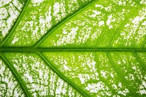 Leaf pattern, close-up photo