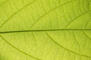 Green leaf background photo