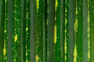 Pattern of a green leaf photo