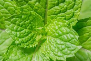 Pattern of green leaves photo