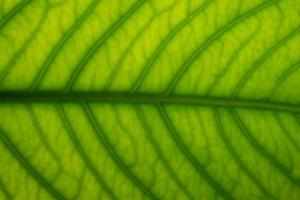 Green leaf close-up photo