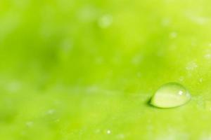 Water drops on a leaf photo