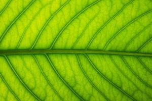 Green leaf close-up photo