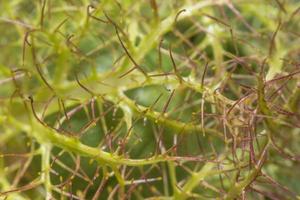 Background pattern of a plant photo