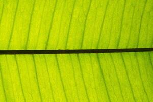 Green leaf close-up photo