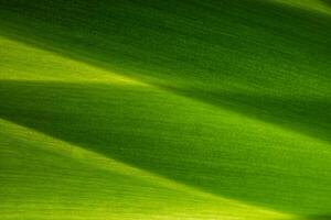 Green leaf background photo