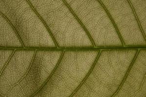 Pattern of a green leaf photo