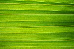 Pattern of a green leaf photo