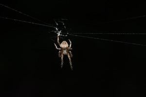 Spider in the spider web photo
