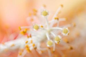 Orange pollen background photo