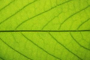 Green leaf pattern photo