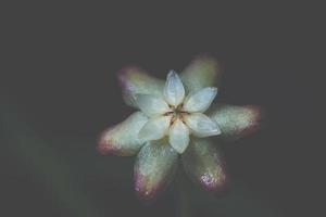fondo de flor oscura foto