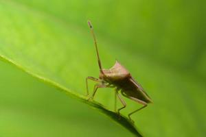 Brown assassin bug on a flower photo