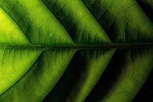 Green leaf pattern photo