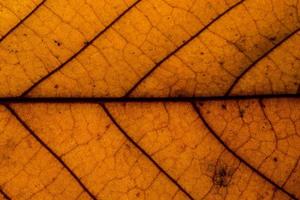 Brown leaf pattern photo