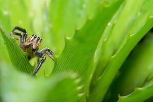 araña en una flor foto