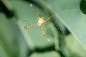 Spider in the spider web photo