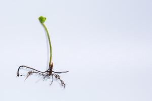 Fern on white background photo