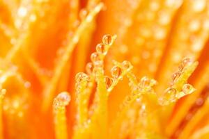 Water drops on orange flower petals, close-up photo