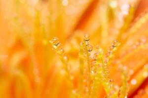 Water drops on orange flower petals, close-up photo