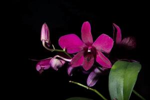 Violet flowers on black background photo