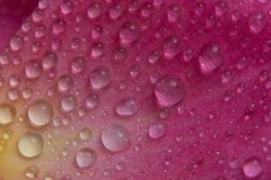 gotas de agua en los pétalos de una rosa rosa foto