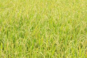fondo de campo de arroz verde fresco