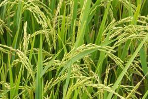 Green rice field close-up photo