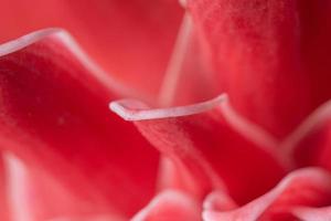 Pink flower petal background photo