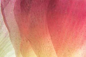 Pink flower petals close-up photo
