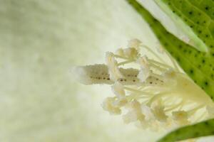 Wildflower close-up photo