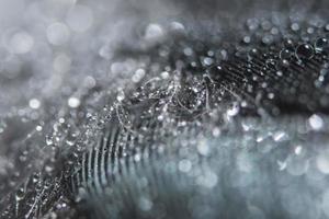 gotas de agua en una pluma foto