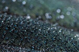 gotas de agua en una pluma foto