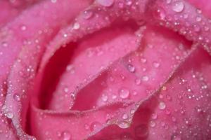 Water drops on rose petals photo