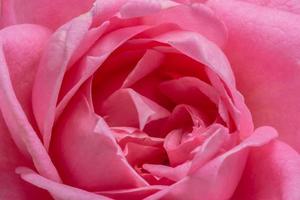 Pink rose close-up photo