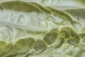 Background from Napa cabbage photo