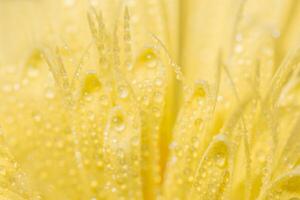 gotas de agua sobre pétalos de flores foto