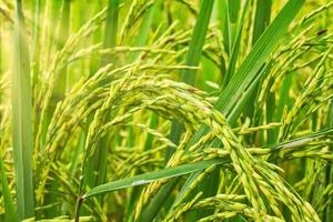 primer plano del campo de arroz verde foto