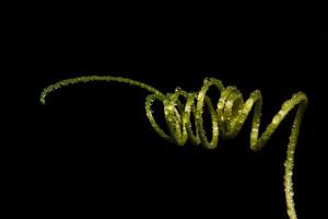 Drops of water on a plant photo