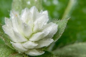 White wild flower photo