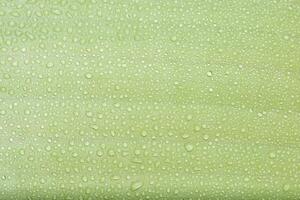 Water drops on a green leaf photo