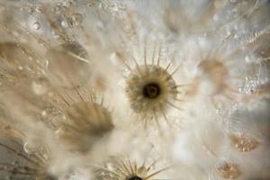 Water drops on wild flowers, blurred background photo