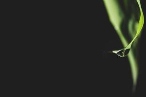 Water drop on a leaf photo