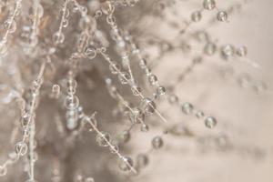 Drops of water on a flower photo